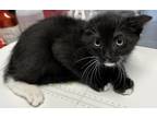 Adopt Black Cherry - IN FOSTER a All Black Domestic Shorthair / Domestic