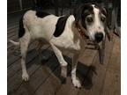 Adopt Dolly a White English (Redtick) Coonhound / Mixed dog in Wake Forest