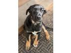 Adopt Digger a Black Mixed Breed (Large) / Mixed dog in Calgary, AB (38069961)