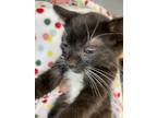 Adopt Reese a Black & White or Tuxedo Domestic Shorthair (short coat) cat in