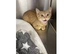 Adopt Papa Geno a Domestic Shorthair cat in Honolulu, HI (38266660)