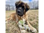 Adopt Leon a Leonberger / Mixed dog in Delaplane, VA (35850721)