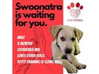 Adopt SWOONATRA* a Catahoula Leopard Dog / Mixed dog in El Dorado, KS (38178520)