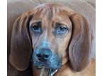 Adopt Fred a Redbone Coonhound