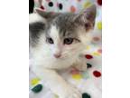 Adopt Lucas a Gray or Blue (Mostly) Domestic Shorthair (short coat) cat in