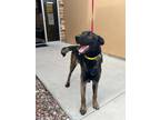 Adopt JUNE a Black German Shepherd Dog / Mixed dog in Huntington Beach