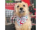 Adopt Benji a Norfolk Terrier, Poodle