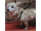 Adopt Violet 4434 a White - with Tan, Yellow or Fawn Pomeranian / Mixed dog in