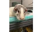 Adopt Presley a White Guinea Pig / Mixed small animal in Norfolk, VA (38273008)