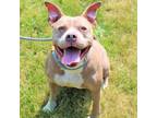 Adopt Diamond 2.0 a Tan/Yellow/Fawn American Pit Bull Terrier / Mixed dog in