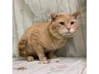 Adopt Kombucha a Tan or Fawn Tabby Domestic Shorthair / Mixed cat in Lyndhurst