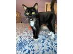 Adopt Wonton a Black & White or Tuxedo Domestic Shorthair cat in Tracy