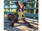 Adopt Zander a Shepherd (Unknown Type) / Pit Bull Terrier / Mixed dog in Norman