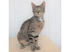 Adopt Debra a Brown or Chocolate Domestic Shorthair / Mixed cat in Yucaipa