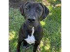 Adopt Brother/Moto a Brown/Chocolate Labrador Retriever / Pit Bull Terrier /