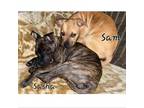Adopt Sasha a Brindle American Pit Bull Terrier / Mixed dog in Madisonville