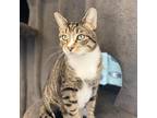 Adopt Sox a Brown or Chocolate Domestic Shorthair / Domestic Shorthair / Mixed