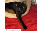 Adopt Blake a All Black American Shorthair / Mixed (short coat) cat in Westwood