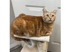 Adopt Simon aka Candytuff a Domestic Short Hair