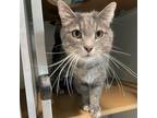 Adopt Jack a Gray or Blue Domestic Shorthair / Mixed cat in Chattanooga