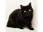 Adopt Emily a All Black Domestic Shorthair / Domestic Shorthair / Mixed cat in