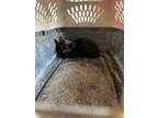 Adopt Inky a All Black Domestic Mediumhair (medium coat) cat in Boerne