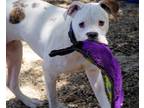Adopt LOREAL a White Boxer dog in Kuna, ID (38287320)