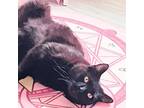 Adopt Linden a All Black Domestic Shorthair / Mixed cat in Havre de Grace