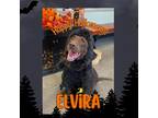 Adopt Elvira a Brown/Chocolate Labrador Retriever / Mixed dog in Dickinson