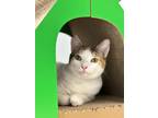 Adopt Echo a Calico or Dilute Calico Domestic Shorthair cat in Honolulu