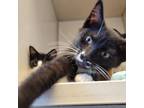 Adopt Cauliflower a All Black American Shorthair / Mixed cat in Westminster