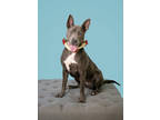 Adopt Pecan a Gray/Blue/Silver/Salt & Pepper Mixed Breed (Medium) / Mixed dog in