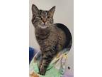Adopt Ivy a Brown or Chocolate Domestic Shorthair / Domestic Shorthair / Mixed