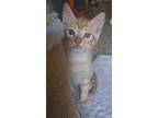 Adopt Star IN FOSTER a Orange or Red Domestic Shorthair / Domestic Shorthair /