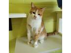 Adopt Bazooka a Orange or Red Domestic Shorthair / Mixed cat in Ridgeland