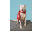 Adopt Happy a White Mixed Breed (Large) / Mixed dog in New Smyrna Beach