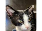 Adopt Revali a Domestic Shorthair / Mixed cat in Lexington, KY (38201512)