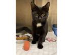 Adopt Aylin a All Black Domestic Shorthair / Domestic Shorthair / Mixed cat in