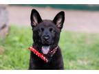 Adopt Xola a Black Chow Chow / Pit Bull Terrier / Mixed dog in Houston