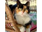 Adopt Madonna a Calico or Dilute Calico Domestic Shorthair / Mixed cat in Fort