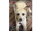 Adopt Biscuit 12lbs a Tan/Yellow/Fawn Fox Terrier (Wirehaired) / Cairn Terrier /