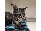 Adopt PippSqueak a Gray or Blue Domestic Shorthair / Mixed cat in Spanish Fork