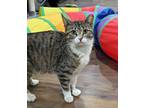 Adopt Seele a Gray, Blue or Silver Tabby Domestic Shorthair (short coat) cat in