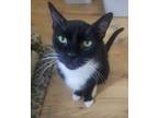 Adopt MAVERICK a Black & White or Tuxedo Domestic Shorthair (short coat) cat in