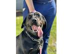 Adopt Nellie - Stratford a Black Mixed Breed (Large) / Rottweiler / Mixed dog in