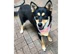 Adopt Paris a Black Husky / Mixed dog in Mesquite, TX (38226639)