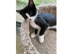 Adopt Ace-5792 a All Black Domestic Mediumhair / Domestic Shorthair / Mixed