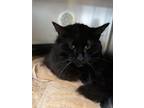 Adopt Bo a All Black Domestic Longhair / Domestic Shorthair / Mixed cat in St.