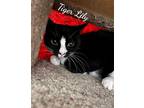Adopt Tiger Lily a Black & White or Tuxedo Domestic Shorthair / Mixed (short