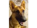 Adopt Yerdle a Black - with Tan, Yellow or Fawn German Shepherd Dog / Mixed dog